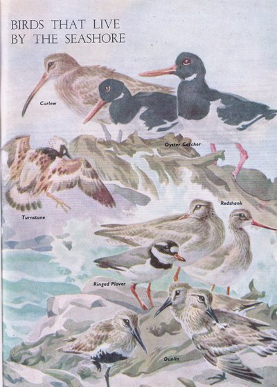 Birds That Live by the Seashore, Illustration from The Children